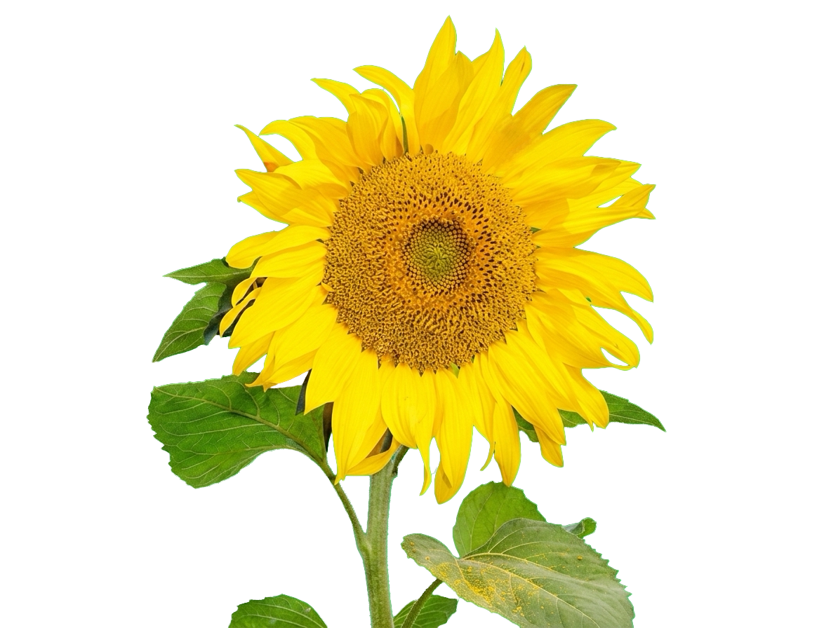 Sonnenblume, Familie Elbe heißt Sie willkommen